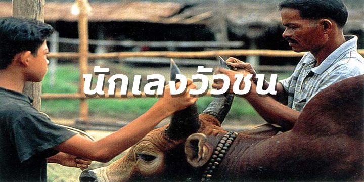 นักเลงวัวชน