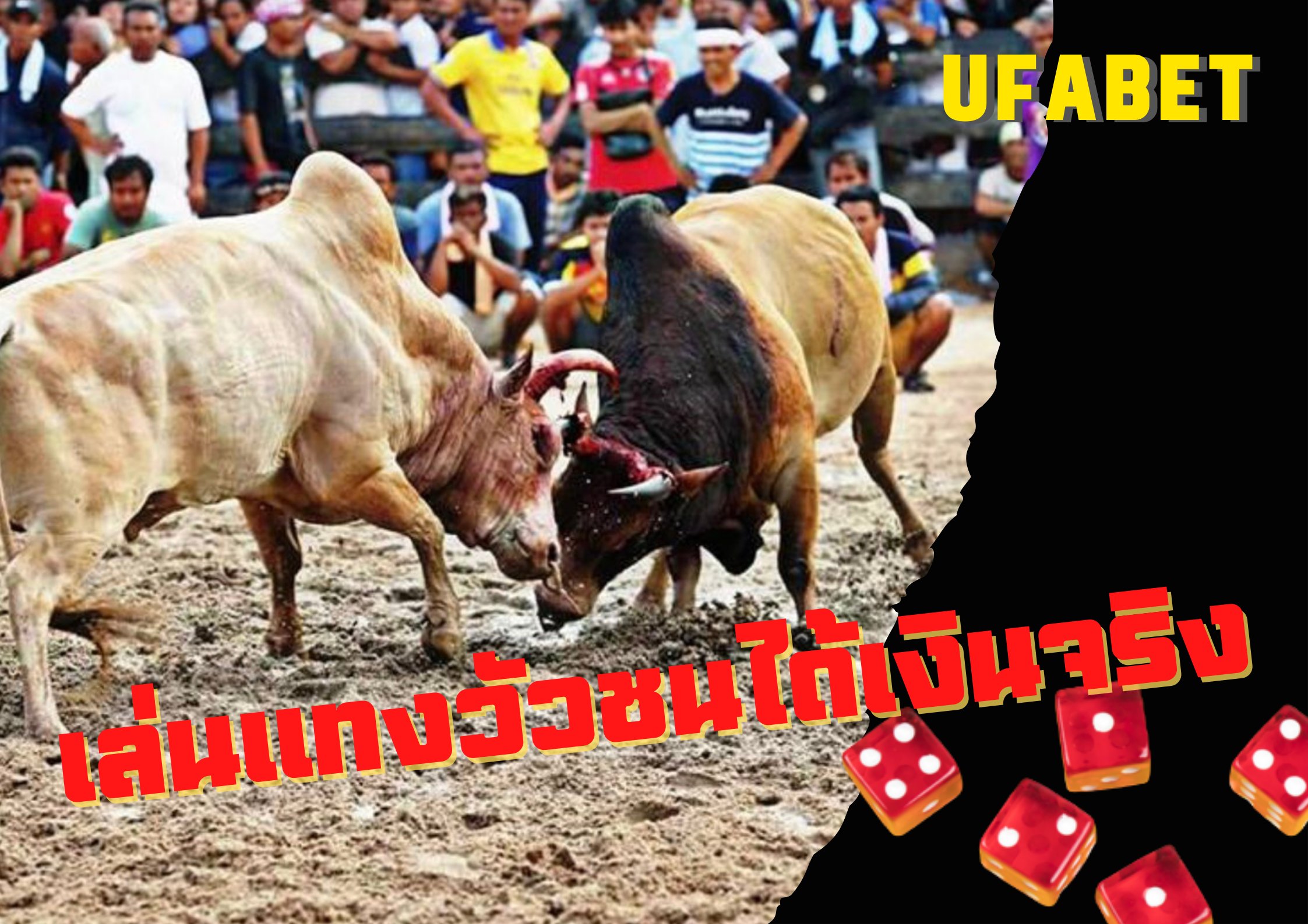 เล่นแทงวัวชนได้เงินจริง