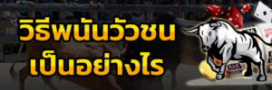 วิธีพนันวัวชน