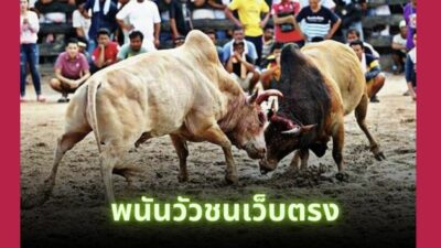พนันวัวชนออนไลน์