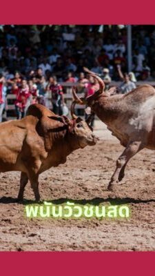 พนันวัวชนออนไลน์
