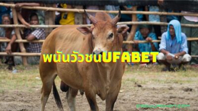 เว็บพนันวัวชนUFABET