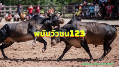 เว็บพนันวัวชนUFABET
