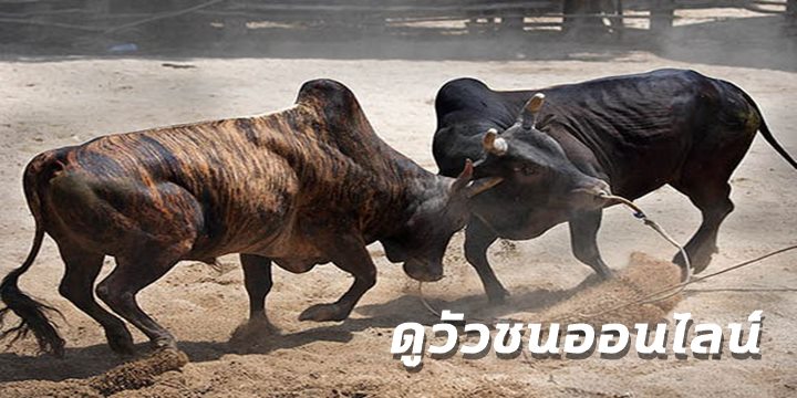 ดูวัวชนออนไลน์