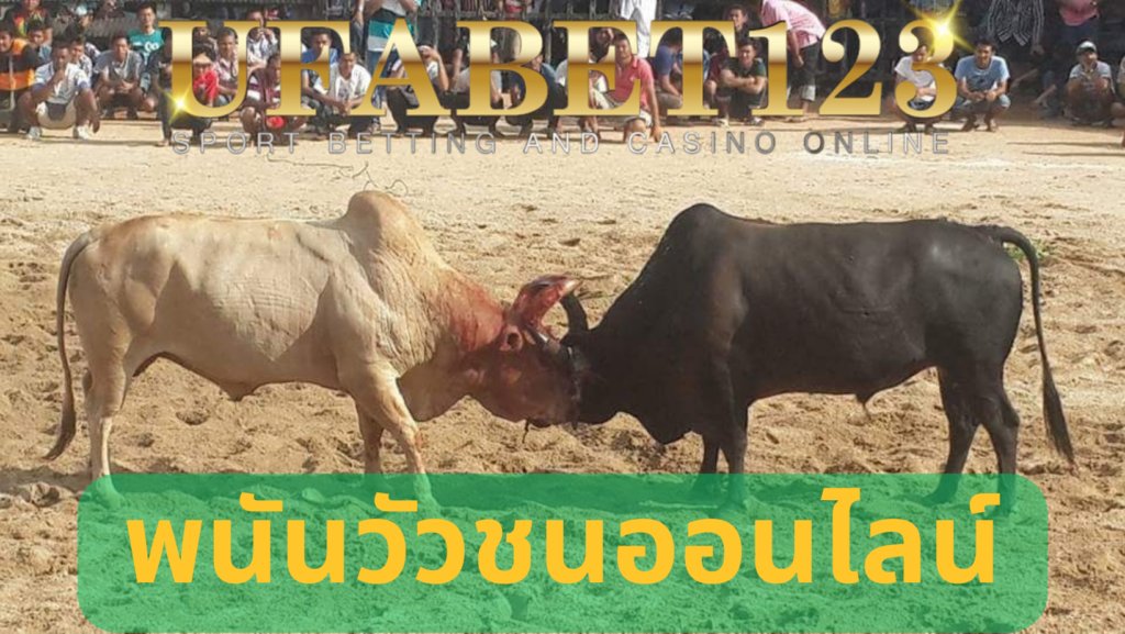 แทงวัวชนดีที่สุด