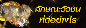 วิธีดูวัวชน