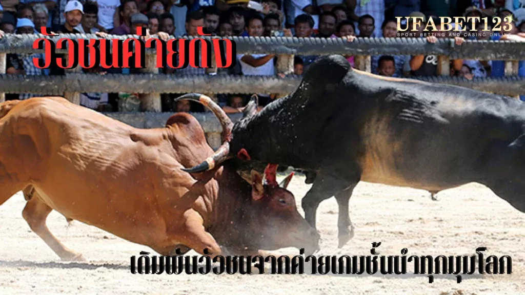 วัวชนค่ายดัง