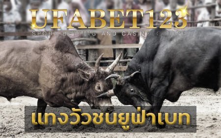 แทงวัวชนยูฟ่าเบท
