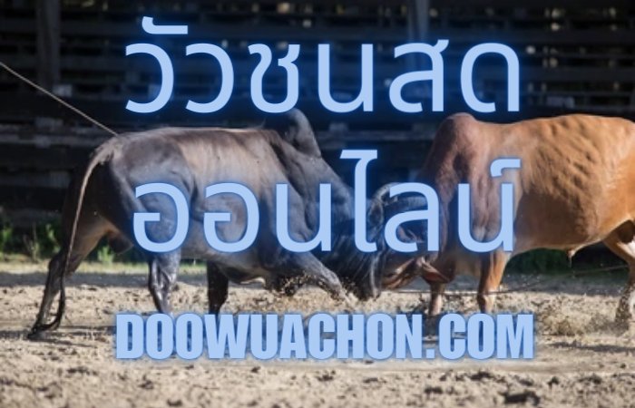 วัวชนสดออนไลน์